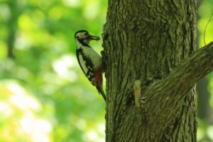 アカゲラ雌2021年6月4日
