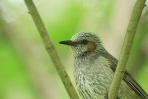 ヒヨドリ2021年6月4日