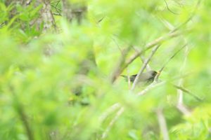 クロツグミ雄2021年6月4日