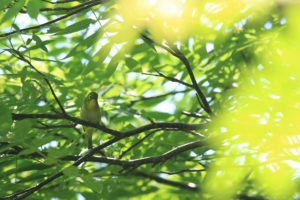 メジロ2021年6月4日