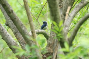 オオルリ雄2021年6月4日
