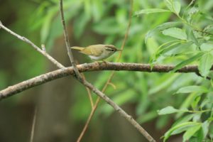 センダイムシクイ2021年6月4日