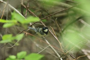 シジュウカラ2021年6月4日