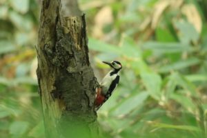 アカゲラ雄2021年6月11日