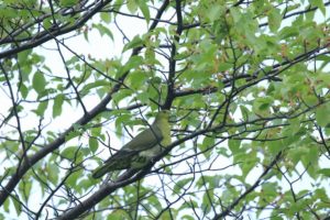 アオバト雌2021年6月11日