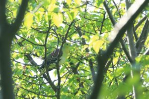 アオバト雄2021年6月11日