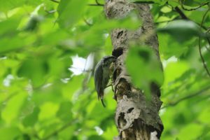 ゴジュウカラ2021年6月11日