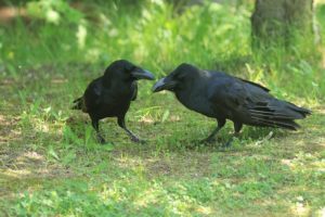 ハシブトガラス2021年6月11日