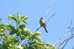ホオジロ雄2021年6月11日