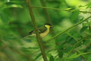 シジュウカラ幼鳥2021年6月11日