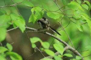 シマエナガ2021年6月11日