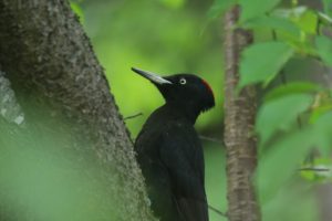 クマゲラ雌2021年6月15日