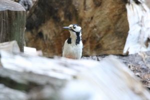 アカゲラ雄2021年6月18日