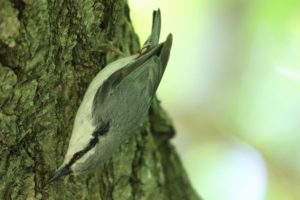 ゴジュウカラ2021年6月18日