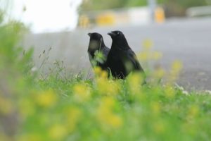 ハシボソガラス2021年6月18日