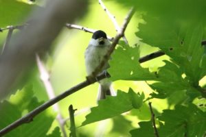 ハシブトガラ幼鳥2021年6月18日