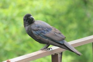 ハシブトガラス2021年6月18日