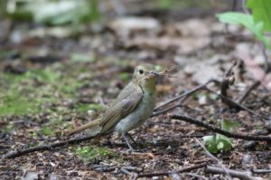 キビタキ雌2021年6月18日
