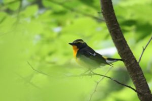 キビタキ雄2021年6月18日