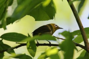 メジロ2021年6月18日