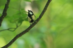 シジュウカラ雄2021年6月18日