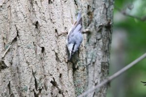 ゴジュウカラ2021年6月25日