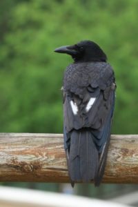 ハシボソガラス2021年6月25日