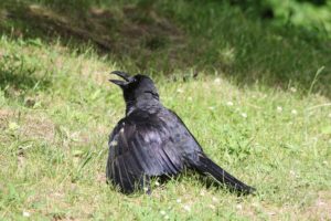 ハシブトガラス2021年6月25日