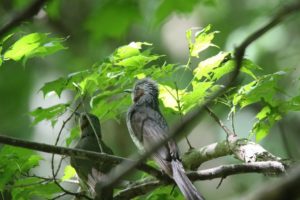 ヒヨドリ2021年6月25日