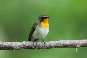 キビタキ若雄2021年6月25日