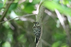 コゲラ2021年6月25日