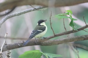 シジュウカラ幼鳥2021年6月25日