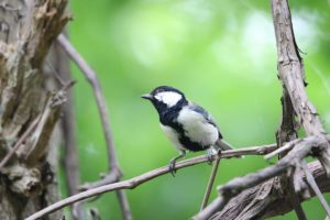 シジュウカラ雄2021年6月25日