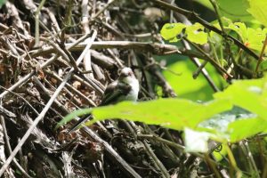 シマエナガ幼鳥2021年6月25日