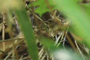 ヤブサメ幼鳥2021年6月25日