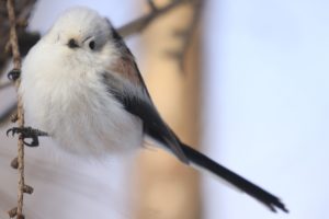 エナガ（亜種シマエナガ）