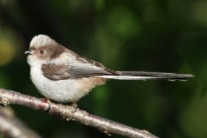 シマエナガ幼鳥