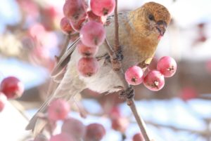 ギンザンマシコ雌