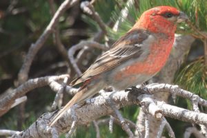 ギンザンマシコ雄