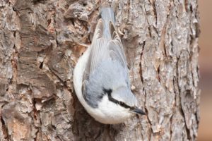 ゴジュウカラ（亜種シロハラゴジュウカラ）