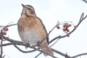 ハチジョウツグミ