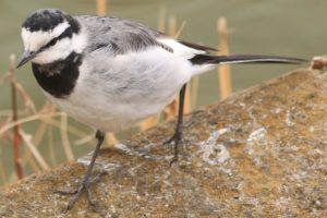 ハクセキレイ雌