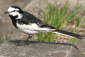 ハクセキレイ雄