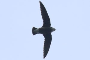 ハリオアマツバメ