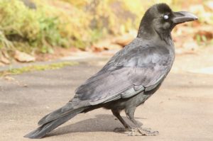 ハシブトガラス