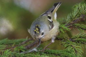 キクイタダキ雌