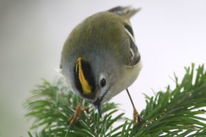 キクイタダキ雄