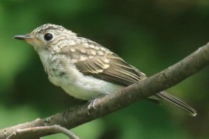 コサメビタキ幼鳥