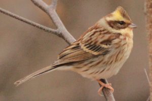 ミヤマホオジロ雌