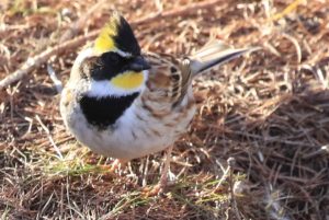 ミヤマホオジロ雄